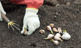 Garlic in the Garden